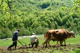 Orač